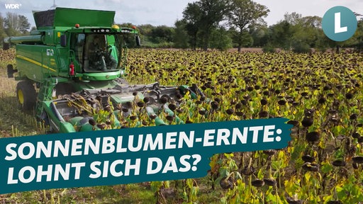 Lohnt sich die Sonnenblumen-Ernte?