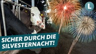 Mehrere Kühe in einem Stall, im Hintergrund sieht man ein Feuerwerk.