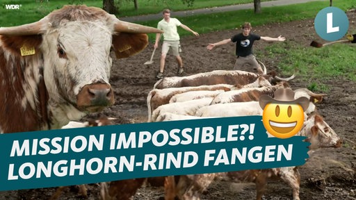 Land.Schafft.: Longhorn-Rind fangen in Verl