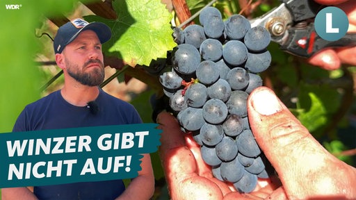 Ein Mann mit Bart und Kappe schaut in die Ferne. Auf der rechten Bildseite ist eine Weinrebe mit roten Trauben