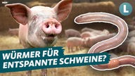 Ein Schwein und ein Regenwurm, im Hintergrund ein Schweinestall, dazu die Schlagzeile "Würmer für entspannte Schweine?"