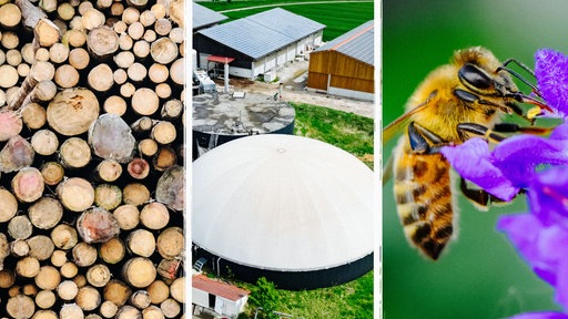 Collage aus drei Bildern: Ein Stapel Baumstämme, eine Biogasanlage von oben und eine Biene an einer Blüte