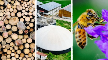 Collage aus drei Bildern: Ein Stapel Baumstämme, eine Biogasanlage von oben und eine Biene an einer Blüte