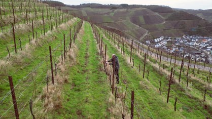 An einem Weinberg oberhalb von Dernau im Ahrtal pflanzt Winzer Gisbert Ley seine Reben quer zum Hang an
