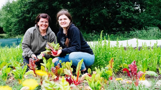 Sandra und Lilli Kreft ernten Mangold von ihrem Beet.