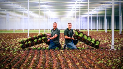Harry und Harrold Thijssen in ihrem Gewächshaus in Willich, in dem Millionen Salatköpfe wachsen.