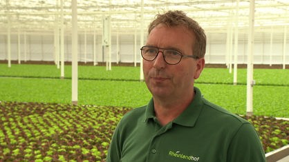 Harry Thijssen in seinem Gewächshaus in Willich, in dem Millionen Salatköpfe wachsen.