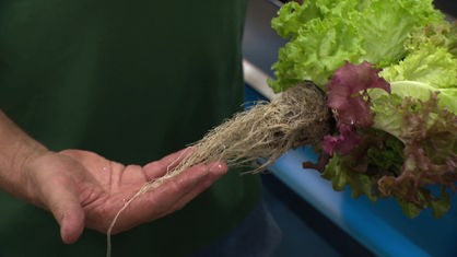 Die Salatköpfe im Gewächshaus in Willich haben auffällig lange Wurzeln, mit denen sie die Nährstoffe aus dem Wasser ziehen.