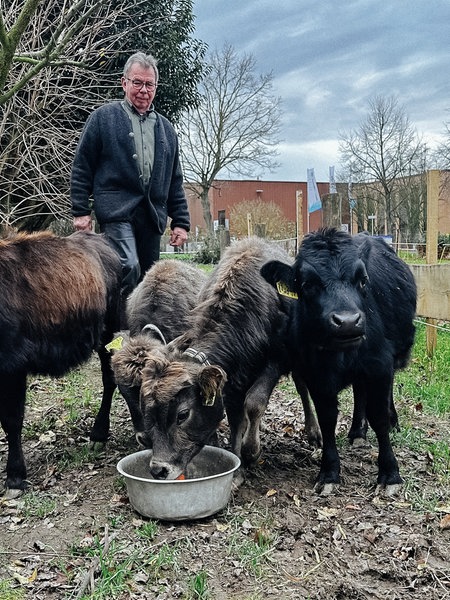 Klaus Scheidtweiler und seine vier Dahomey-Rinder im Garten