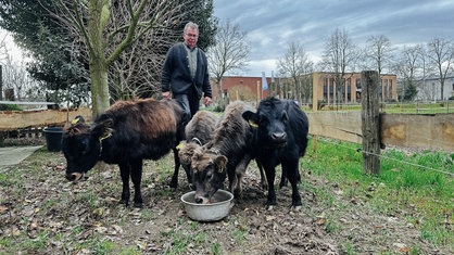 Klaus Scheidtweiler und seine vier Dahomey-Rinder im Garten