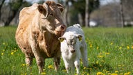 Eine Kuh und ein Kalb auf einer Weide