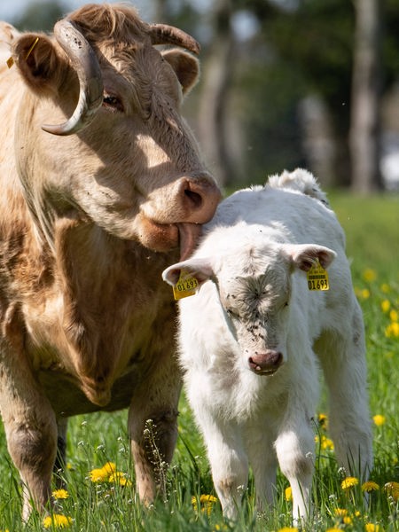 Eine Kuh und ein Kalb auf einer Weide