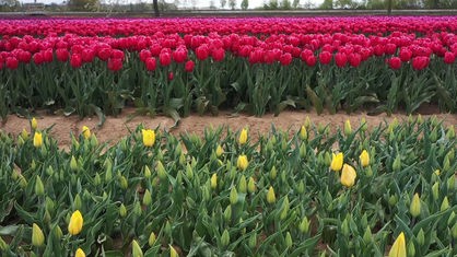 Rote Tulpen auf einem Feld