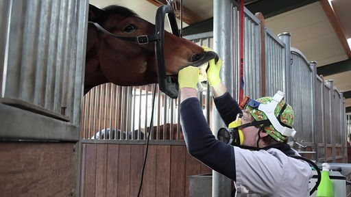 Marc-Philipp Müller bei der Behandlung eines Pferdes