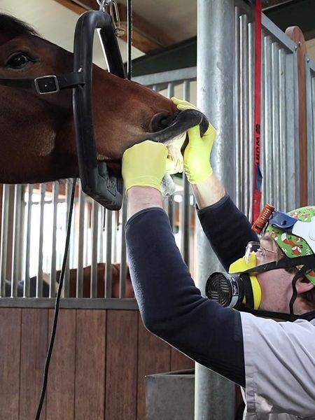 Marc-Philipp Müller bei der Behandlung eines Pferdes