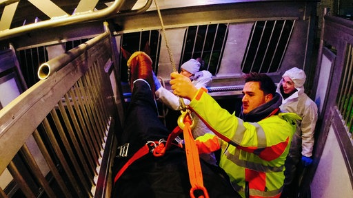 Ein Mann in rot-gelber Einsatzjacke befestigt den Sicherheitsgurt für Oscar im Pferdetransporter.