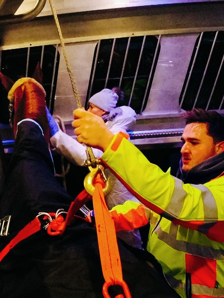 Ein Mann in rot-gelber Einsatzjacke befestigt den Sicherheitsgurt für Oscar im Pferdetransporter.