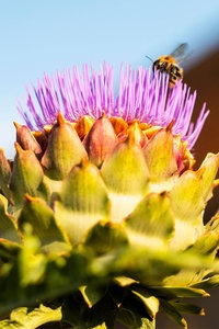 Eine Biene fliegt auf die Blüte einer Artischocke auf einem Balkon