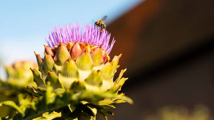 Eine Biene fliegt auf die Blüte einer Artischocke