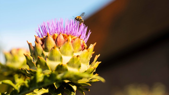 Eine Biene fliegt auf die Blüte einer Artischocke auf einem Balkon