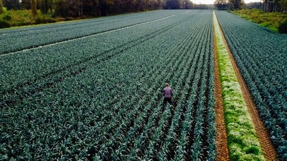 Stefan Punsmann aus Vogelperspektive von hinten fotografiert, steht auf einem seiner Porreefelder. Ein Steinkraut-Blühstreifen ist rechts im Vordergrund zu sehen.