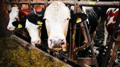 Drei Kühe im Stall auf dem Biohof Bauer in Reichshof