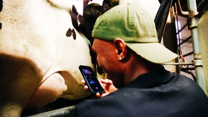 Ein junger angehender Koch melkt mit einer Hand eine Kuh, in der anderen hält er ein Handy und filmt