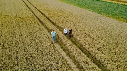 Drei Personen gehen durch einen vorgefertigten Weg auf einem Weizenfeld