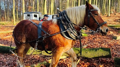 Ein Rückepferd ist von der Seite zu sehen, schräg dahinter steht der Rücker 