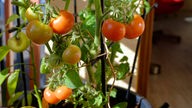 Eine Tomatenpflanze steht mit einer Rankhilfe im Topf.