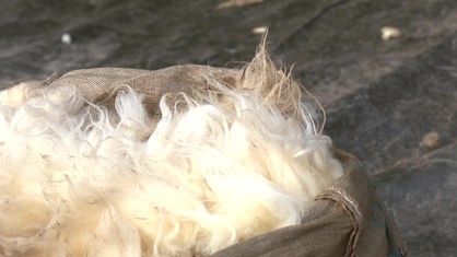 In einem großen Jutesack liegt frisch geschorene weiße Schafswolle.