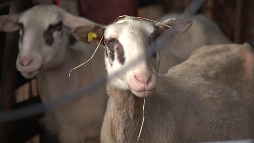 Ein frisch geschorenes Schaf guckt durch einen Drahtzaun.