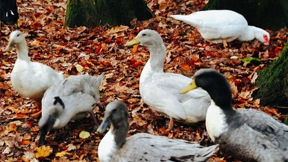 Vögel laufen im Freien über einen laubbedeckten Boden 