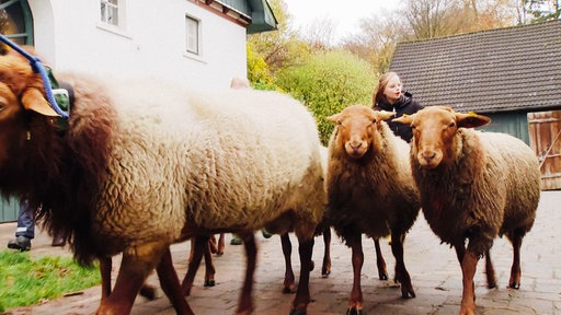 Kinder treiben ein paar braune Schafe einen Weg entlang