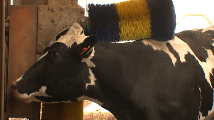 Eine Kuh kratzt sich an einer Kuhbürste auf dem Hof Pelzer im Selfkant