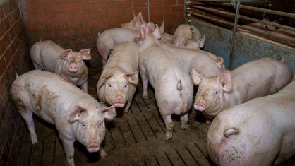 Eine Gruppe Schweine steht in einem Stall in einer konventionellen Mastbucht mit Spaltenboden