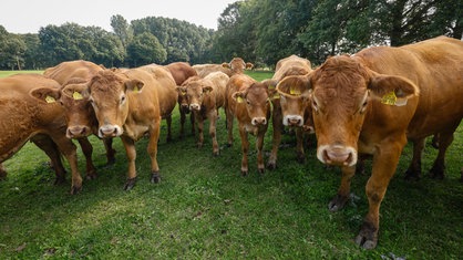 Eine Gruppe Rinder steht in Kamp-Lintfort auf einer grünen Wiese