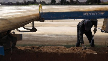 Der rumänische Arbeiter Muresan sticht Spargel auf einem Feld im Selfkant