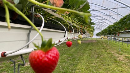 Unscharf im Vordergrund hängt eine Erdbeere. Im Hintergrund hängen weitere Erdbeeren.