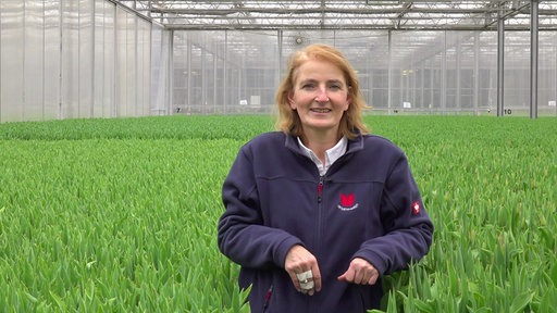 Eine Frau steht in einem Gewächshaus voller Tulpen.