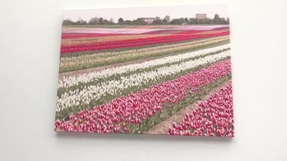 Zu sehen ist ein Bild eines blühenden Tulpenfelds.