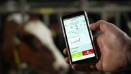 Ein Handy zeigt die Überwachungswerte einer Kuh im Kuhstall