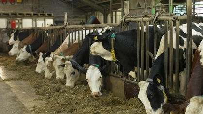 Die Kühe im Kuhstall von Landwirt Baumann in Geldern.