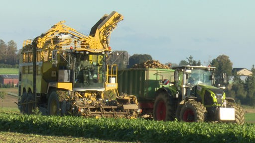 Bei der Ernte von Zuckerrüben fahren auf einem Feld fahren ein Rübenroder und ein Traktor nebeneinander her