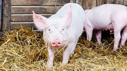 Ein Schwein steht in Stroh