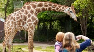 Eine Giraffe im Dortmunder Zoo