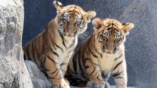 Zwei Tiger-Jungtiere stehen auf einem Felsen