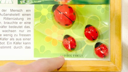 Ein Plakat, auf dem mehrere große und kleinere gemalte Marienkäfer abgebildet sind, die Beschriftung lautet "Ladybug Family"