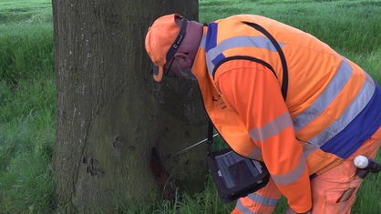 Ein Mann in Arbeitskleidung untersucht einen beschädigten Baum