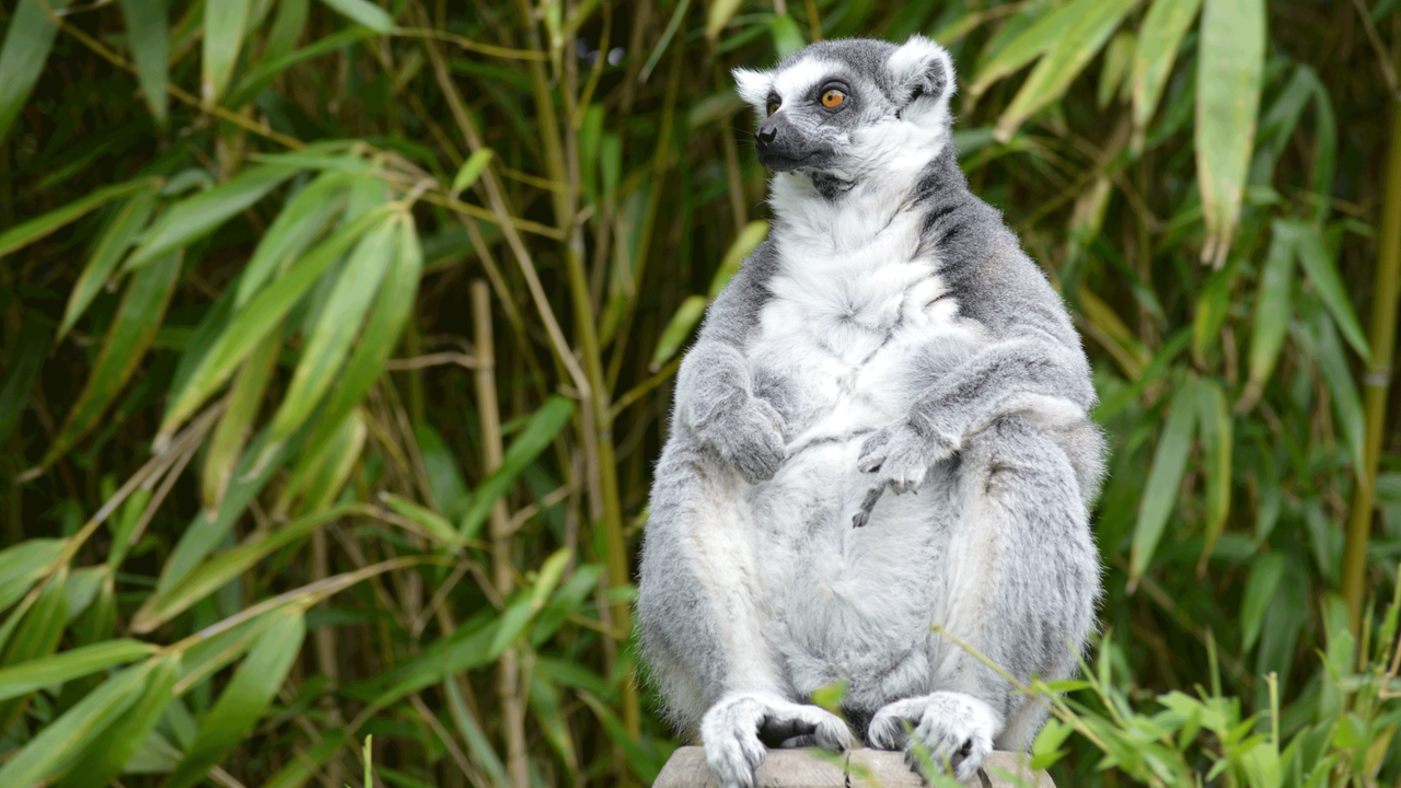 Ein Lemur sitzt auf einem Stein und zeigt den Mittelfinger